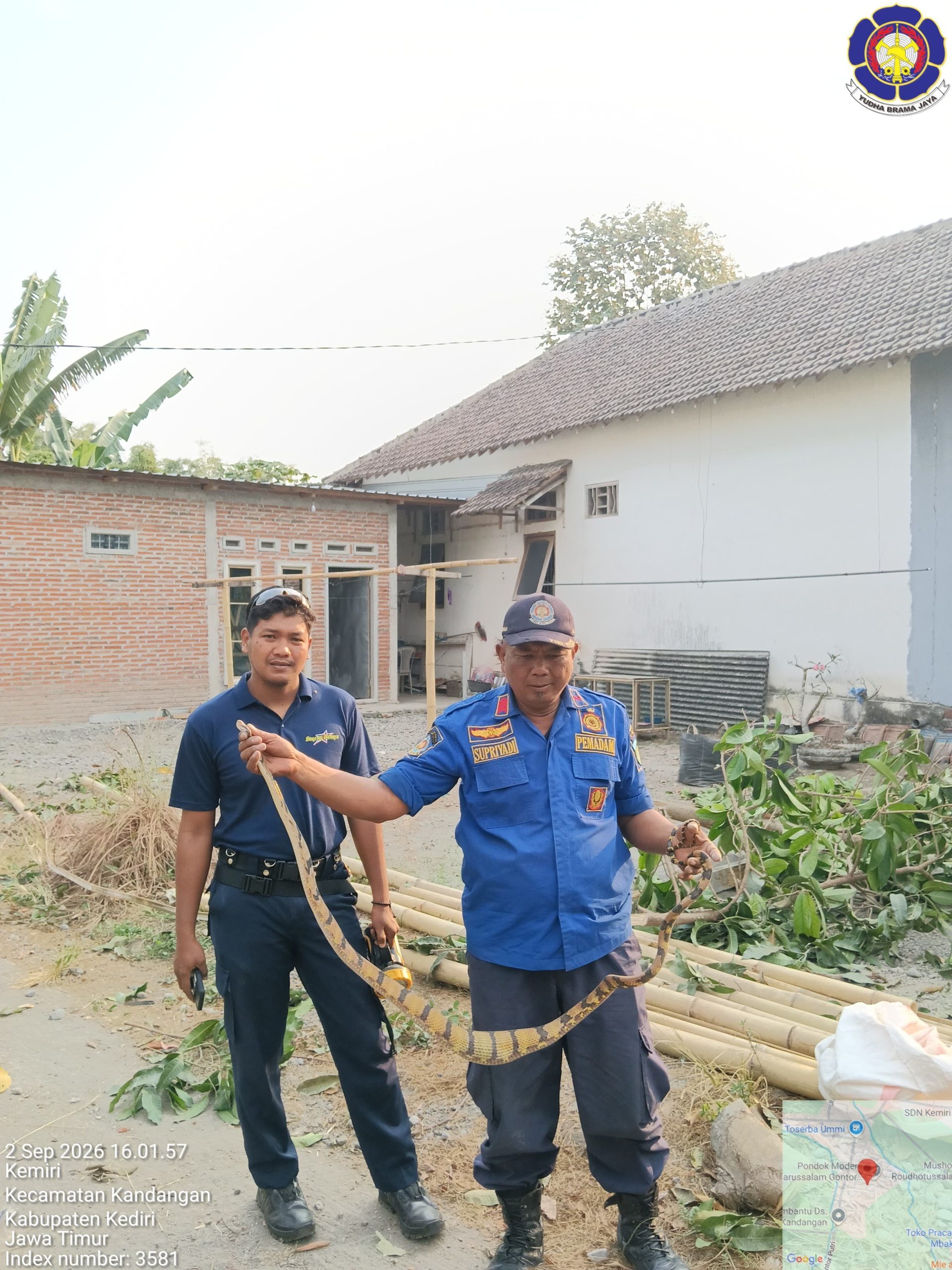 Petugas dan warga saat mengevakuasi ular kayu sepanjang 2,5 meter yang bertengger di pohon depan rumah warga Desa Kemiri